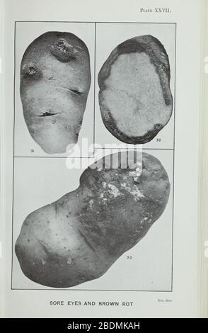 Handbook of fungus diseases of the potato in Australia and their treatment (Plate XXVII) Stock Photo