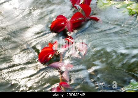 Red Boston ivy down into the water Stock Photo