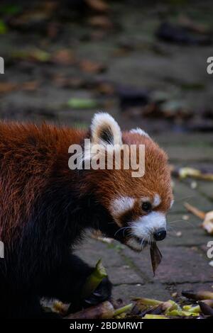 A red Panda in China enjoying life. Stock Photo