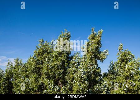 A closeup shot of a Juniper tree with berries, Utah, USA. Stock Photo