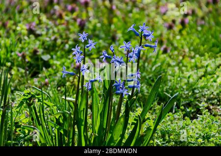 Small group of  blue hyacinth bloom in springtime garden, Sofia, Bulgaria Stock Photo