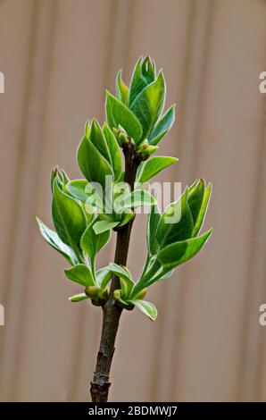 Paulownia tomentosa young tree with fresh leaves in the springtime, Sofia, Bulgaria Stock Photo