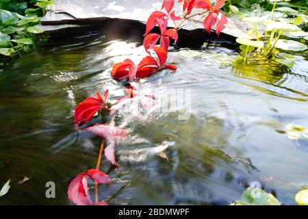 Red Boston ivy down into the water Stock Photo