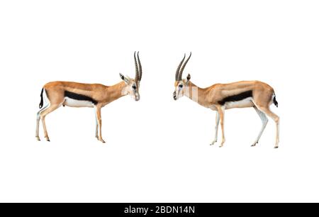 two small Impala fighting for territory on a white background Stock Photo