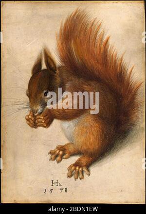 Hans Hoffmann Red Squirrel 1578. Stock Photo