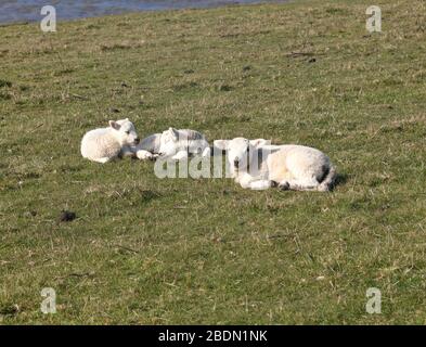 Three young Lambs just out of the farm barn where they were born and enjoying some sun out in the field. Stock Photo