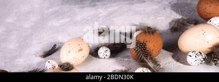 Easter chicken and quail eggs with feathers on grunge grey background. Horisontal banner. Stock Photo