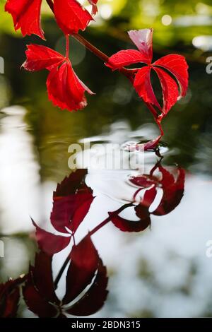 Red climb down into the water Stock Photo