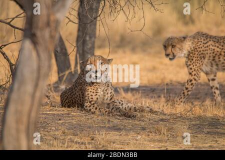 Cheetah in the Kalahari desert, Namibia, Africa Stock Photo