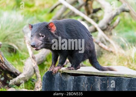 Single mature Tasmanian devil waiting hungrily for feeding time at a Cradle Mountain conservancy park. Stock Photo