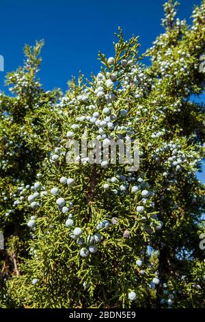 A closeup shot of a Juniper tree with berries, Utah, USA. Stock Photo