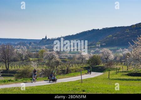 Donnerskirchen: cherry tree blossom, cyclists, church Donnerskirchen, in Neusiedler See (Lake Neusiedl), Burgenland, Austria Stock Photo