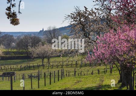 Donnerskirchen: cherry tree blossom, vineyard, church Donnerskirchen, in Neusiedler See (Lake Neusiedl), Burgenland, Austria Stock Photo