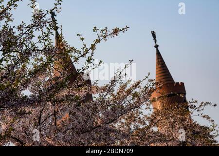 Berlin, Germany. 09th Apr, 2020. The towers of the Oberbaumbrücke jut out between blossoming trees. Credit: Paul Zinken/dpa-zb-Zentralbild/dpa/Alamy Live News Stock Photo