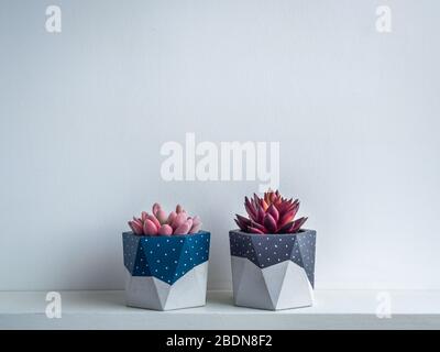 Cactus pot. Concrete pot. Blue and grey painted modern geometric concrete planters with pink and red succulent plants on white wooden shelf isolated o Stock Photo