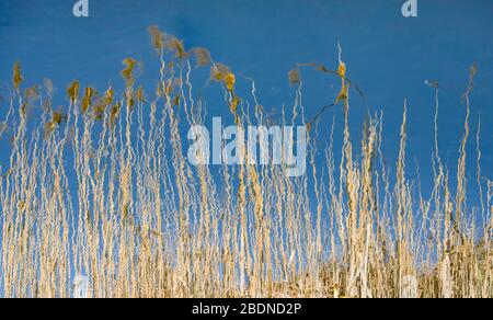 Reeds, in lake water reflected parallel lines and curves, golden hour in polish nature reserve Lednica lake. Stock Photo