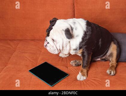 One white and black dog / bulldog  sitting on orange sofa and looking at tablet, studying /learning / online Stock Photo