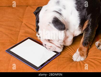 One white and black dog / bulldog  sitting on orange sofa and looking at tablet, studying /learning / online Stock Photo