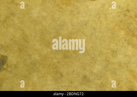 Deer natural leather texture background Stock Photo