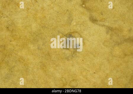 Deer natural leather texture background Stock Photo