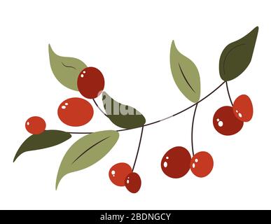 Red sweet cherry berries on branch with leaves Stock Vector