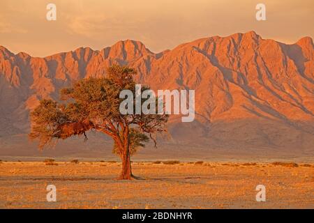 Namib desert landscape at sunset with rugged mountains and thorn tree, Namibia
