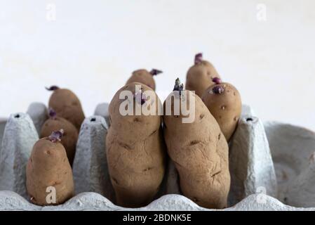 Pink Fir Apple seed potatoes chitting in an egg box. Stock Photo