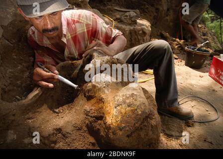 Paleontologist Iwan Kurniawan is working on the excavation of fossilized bones of Elephas hysudrindicus in Blora, Central Java, Indonesia. Stock Photo