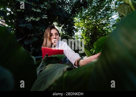 Young agricultural engineer examines leaves in greenhouse Stock Photo