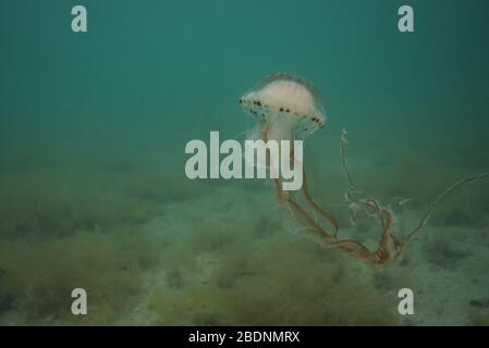 A compass Jellyfish in Irish Waters Stock Photo