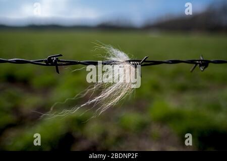 Fencing made of barbed wire on a pasture, with the hair of a cow Stock Photo