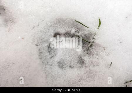 Cute footprint of a cat on a snowy cold winter day in turkey Stock Photo