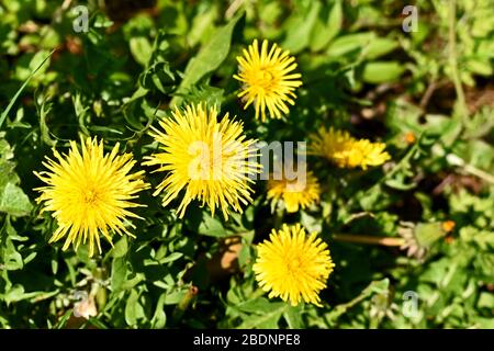 Yellow dandelion flowers growing in a meadow Stock Photo