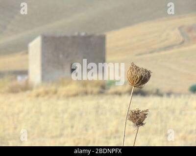 closeup of flowers and fruits shrunken of wild fennel, on the blurred background a typical rural farm landscape of Sicily Stock Photo