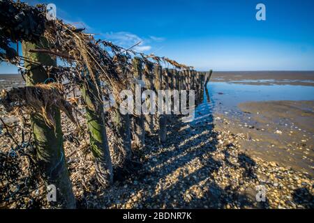 Fence with debris in the Wadden Sea at low tide along the coast with shells and mud flats, The Netherlands Stock Photo