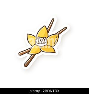 Vanilla patch. Aromatic flower and pods of vanilla orchid. Aroma compound for foods and beverages. Cosmetic plant. Sweet baking ingredient. RGB color Stock Vector