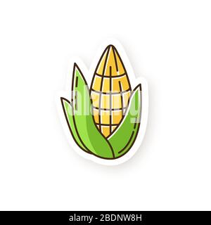 Corn patch. Corncob pipe with leaf. Sweetcorn. Maize cereal crop. Traditional south american agriculture. Hispanic national cultivation. RGB color Stock Vector