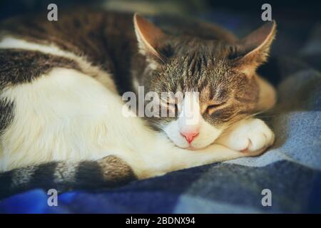 A domestic tabby mongrel cat sleeps curled up on a soft plaid blanket. Home comfort. Stock Photo