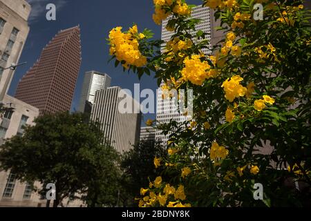 Horizontal view of a plant with yellow flowers in front of some out of focus Houston Downtown skyscrapers, Houston, Texas Stock Photo