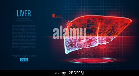 Human liver research. Wireframe low poly style. Concept for medical ...