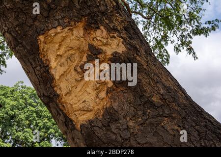 Elephant tusk damage to the bark of a tree Stock Photo