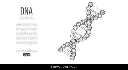 Abstract silhouette of the polygonal dna. Scanning, research and diagnosis of the human dna. low poly, wireframe vector. Stock Vector