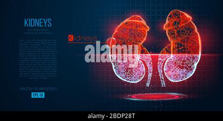 Abstract silhouette of the polygonal organ of kidney. Scanning, research and diagnosis of the human kidney. Stock Vector