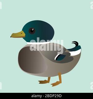 A vector illustration of a of very cute mallard. It is a male duck. Stock Vector