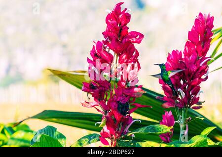 Flying Cuban Emerald Hummingbird (Chlorostilbon ricordii), Cienaga de Zapata, Cuba Stock Photo