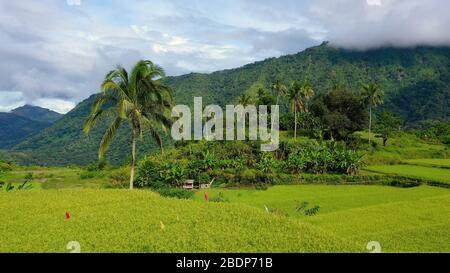 Cordillera on Luzon Island, Philippines, aerial view. Paddy fields and palm trees in the mountains. Stock Photo
