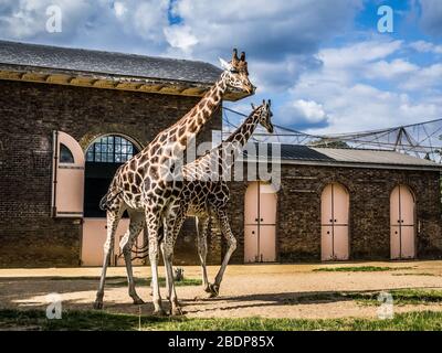 Giraffes at London Zoo Stock Photo