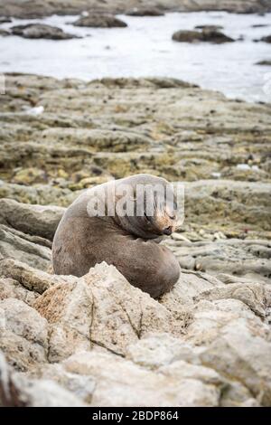 New Zealand fur seals on the rocky shore at Point Kean Kaikoura New Zealand. Stock Photo