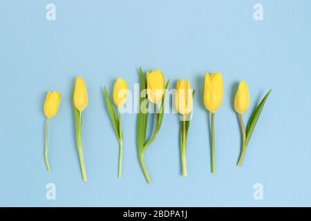 Layout of yellow tulip flowers on a blue pastel background. Floral composition. Stock Photo