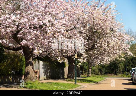 Spring blossom flower / flowers & trees on what is thought to be a flowering ornamental Cherry, in a tree lined Street / Road in Hampton, Middlesex, UK. (116) Stock Photo